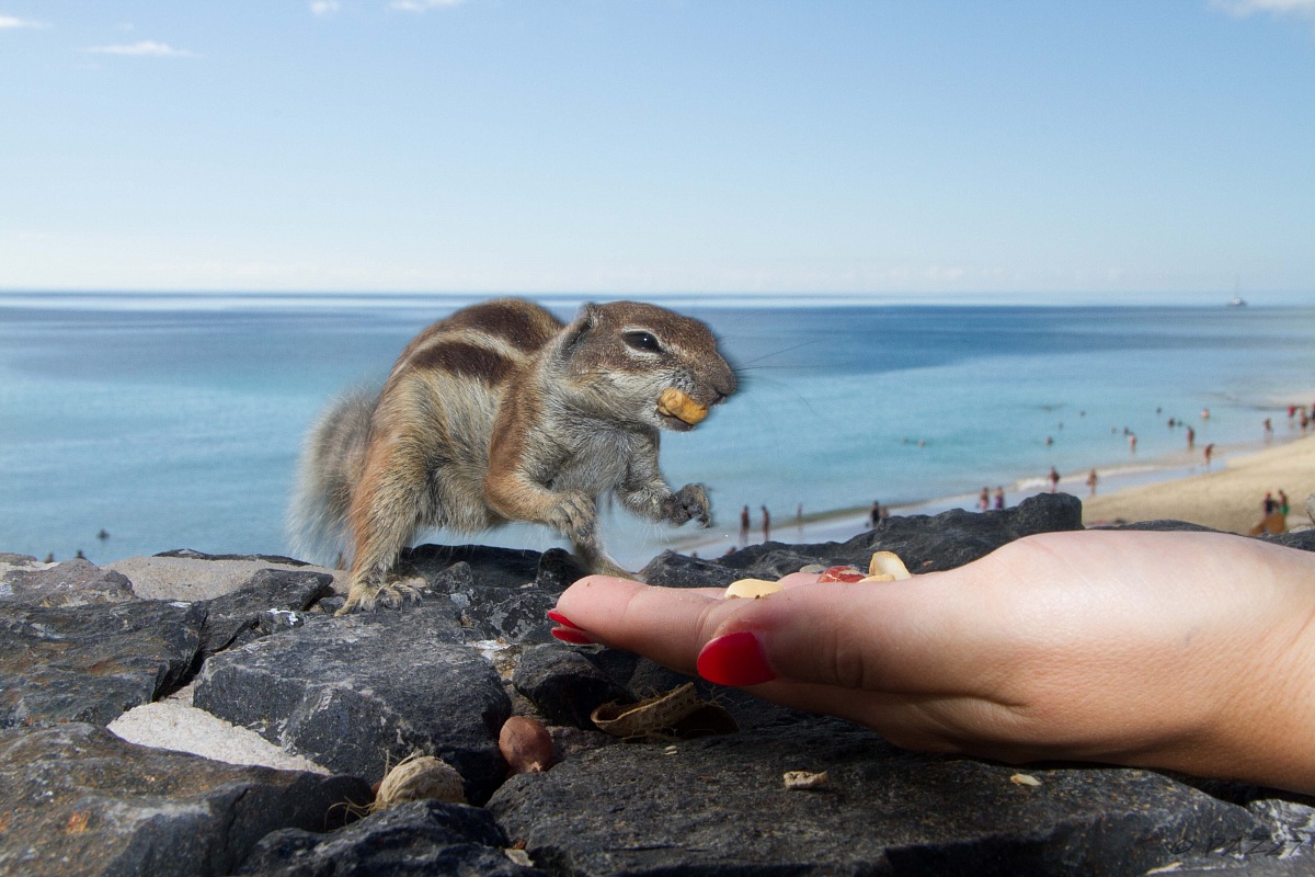 The Monster! Good .....