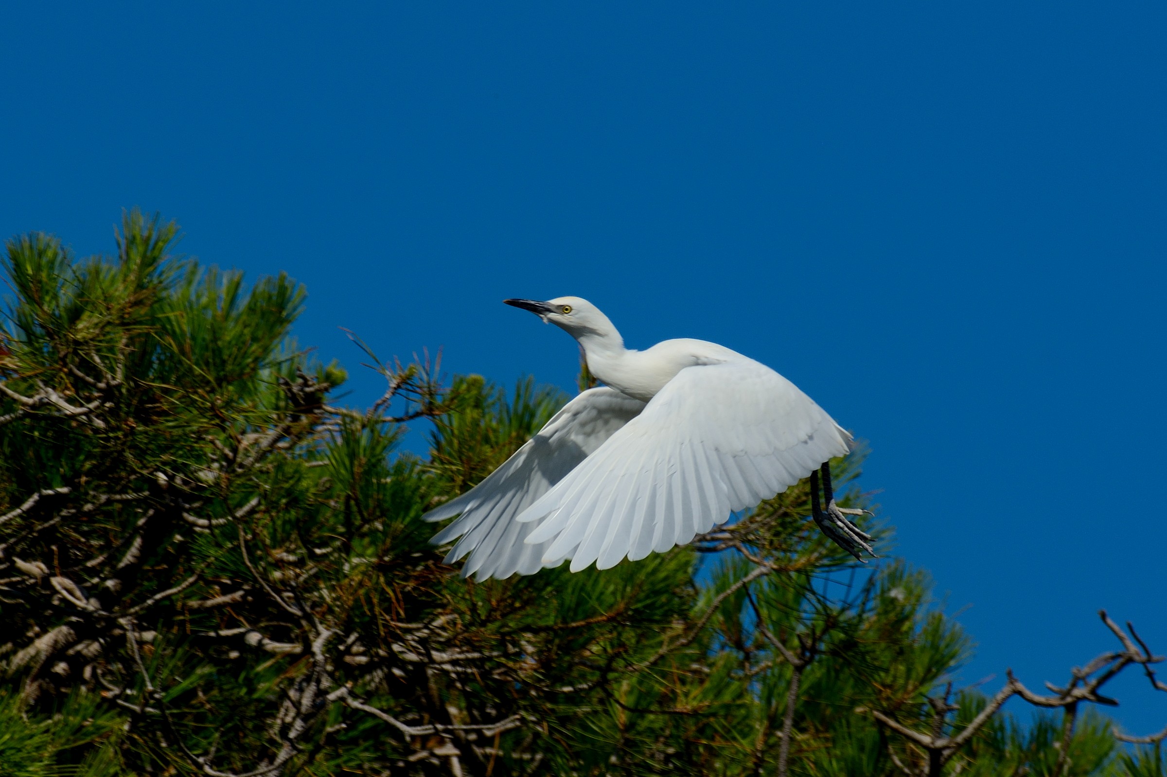 Heron Egret in flight - Juv.