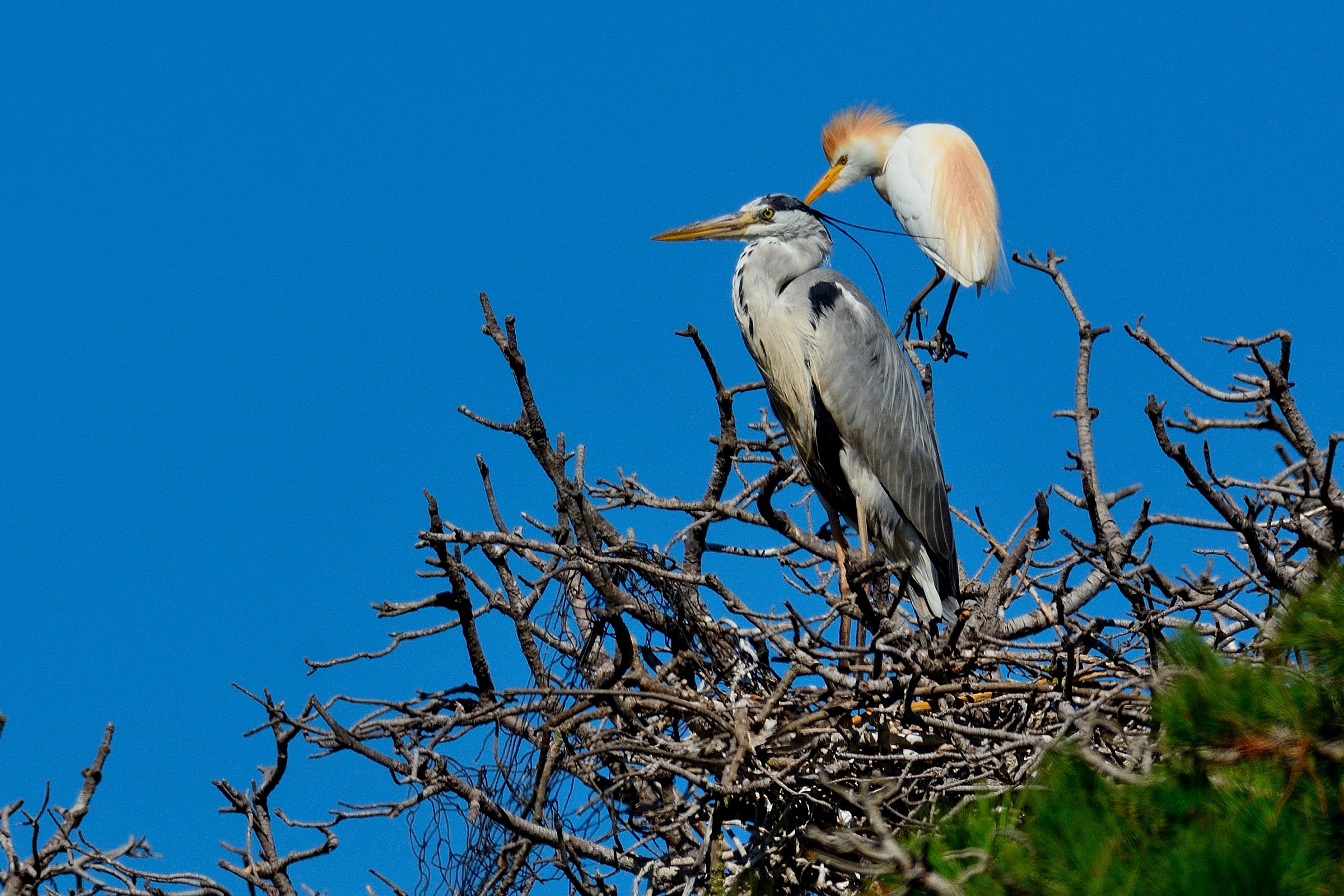 Grey Heron Heron & Egret
