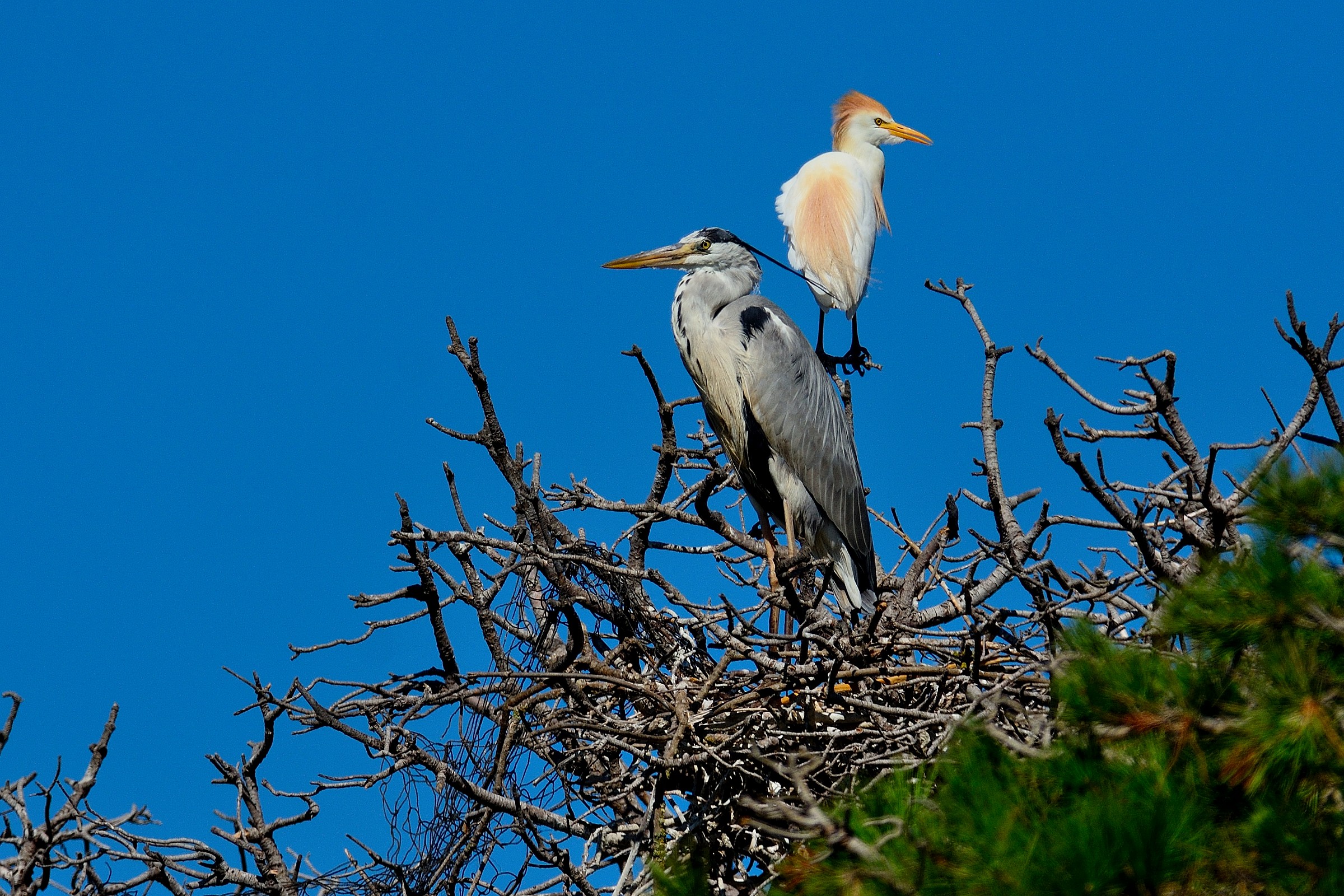Grey Heron Heron & Egret