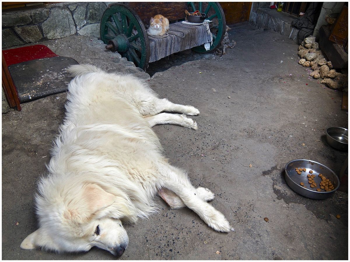 Sentinelle all'erta....
