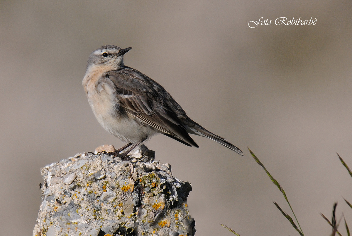 Spioncello...all'alba...