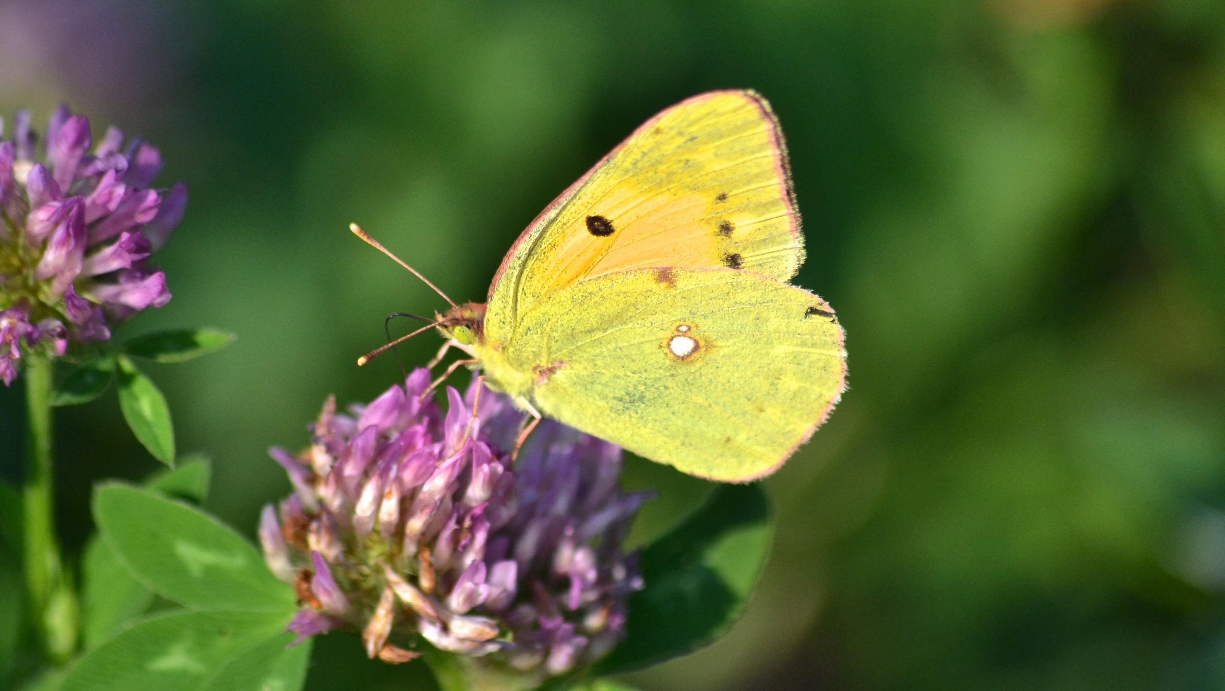 Farfalla su fiore ONU