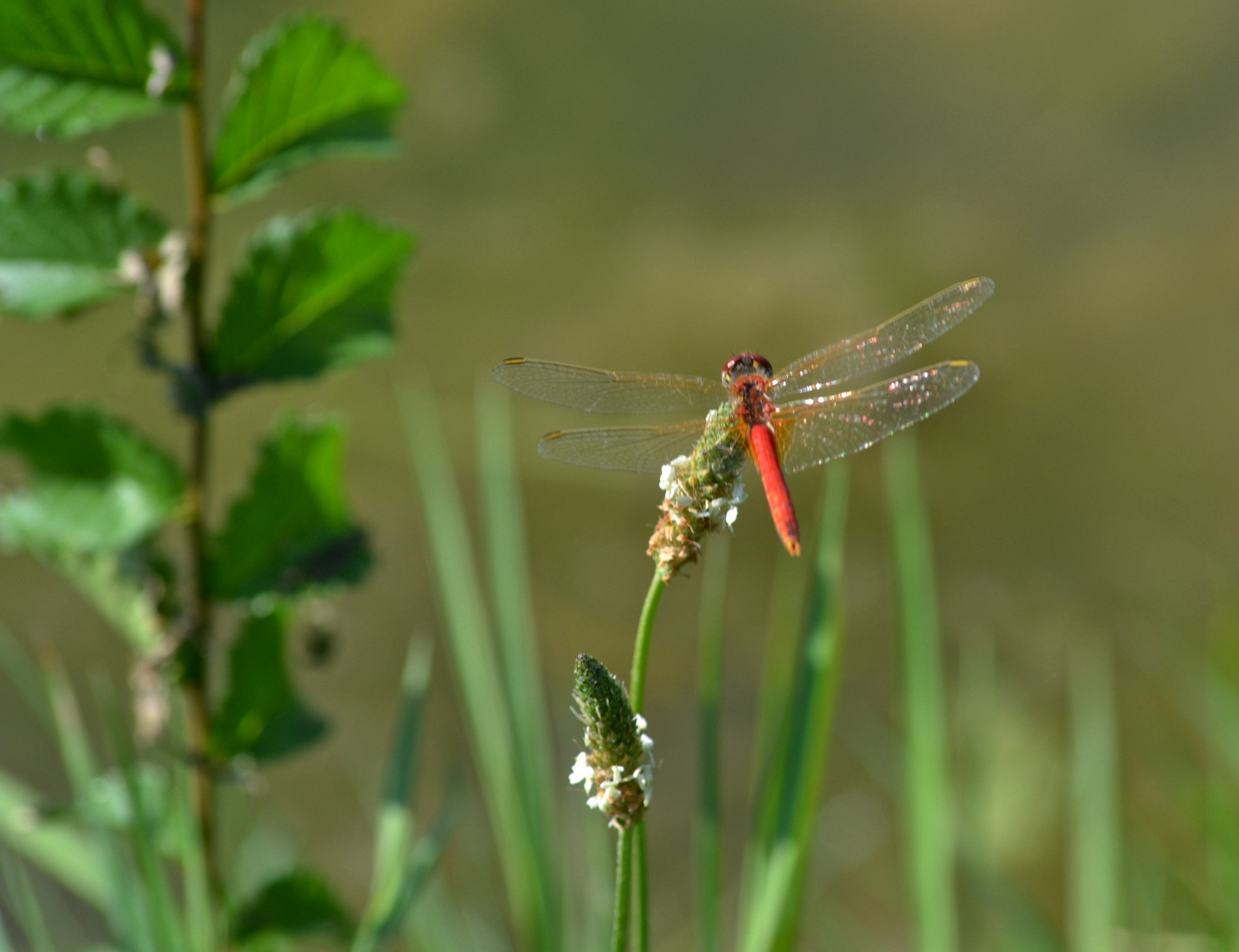 Libellula rossa