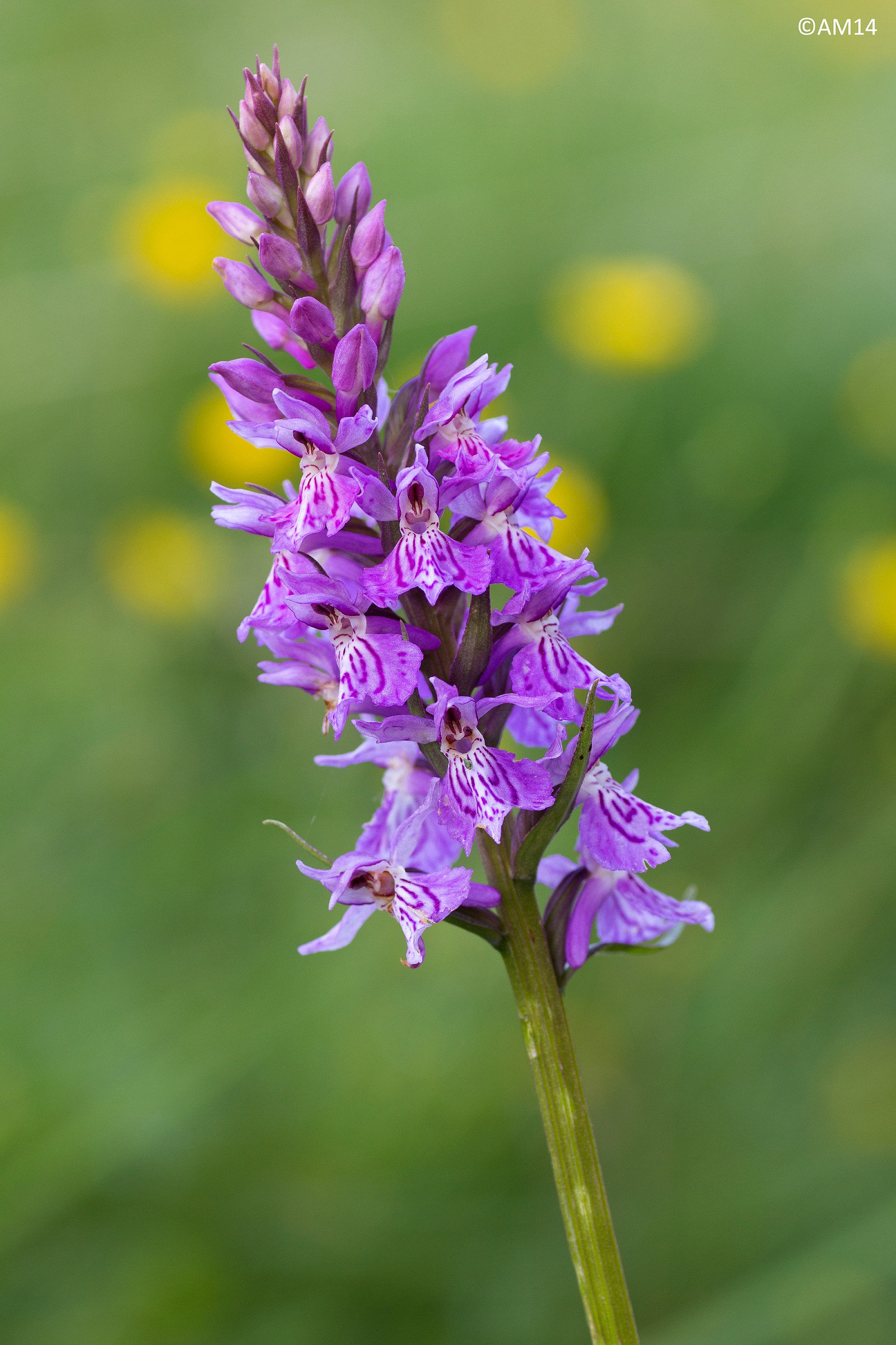 Dactylorhizia maculata