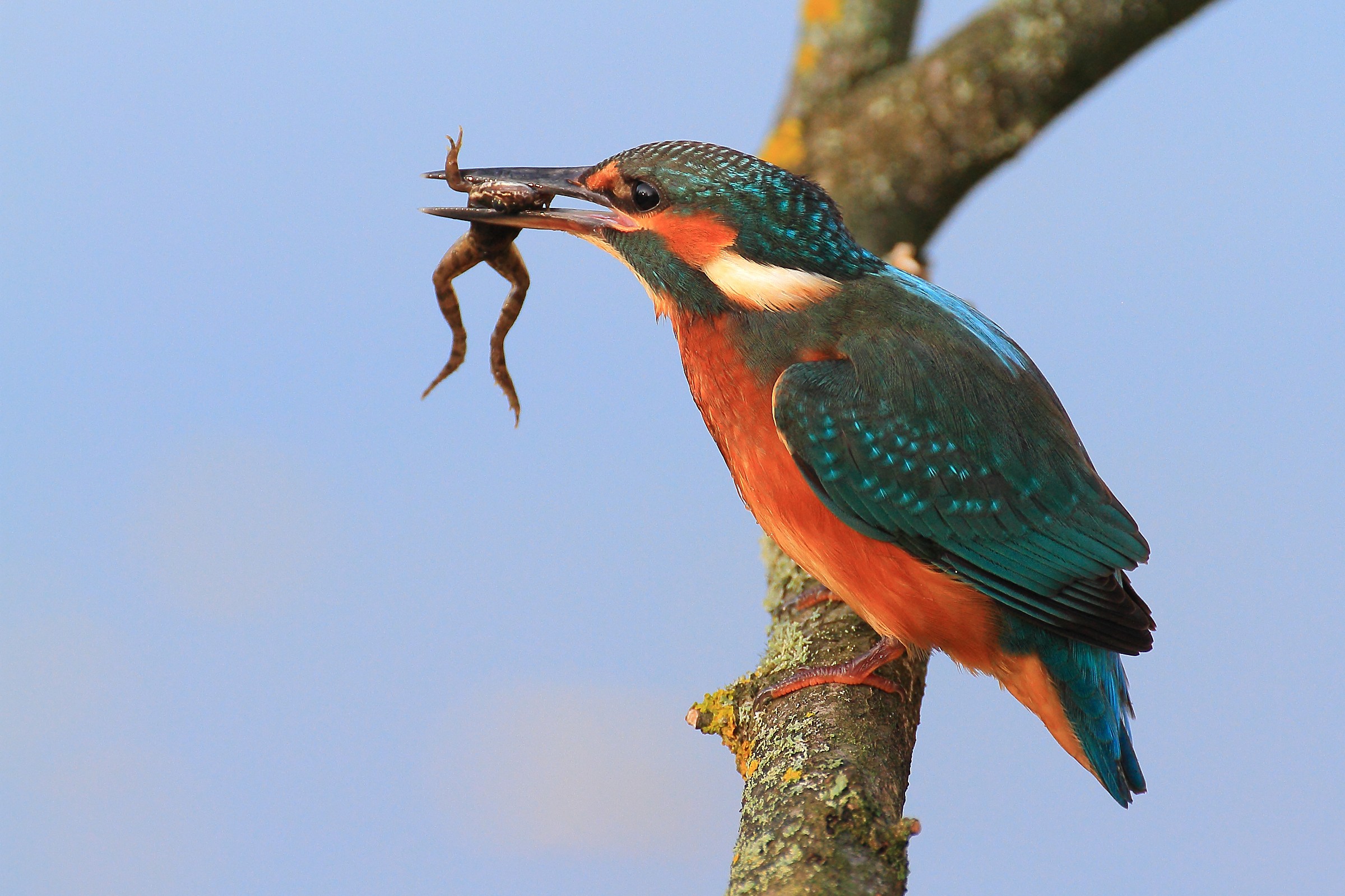 La pappa del Martino