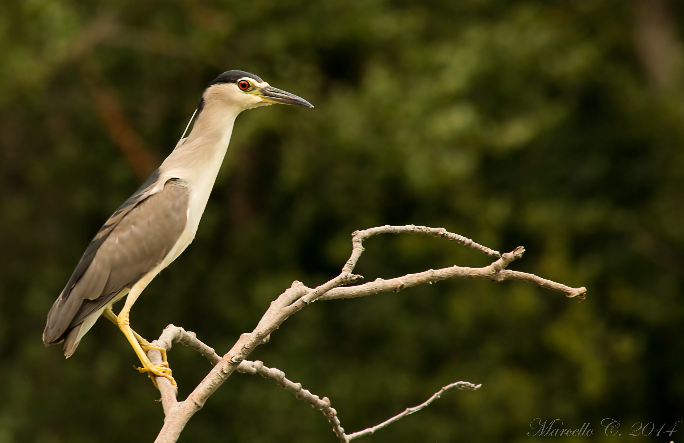 Nycticorax nycticorax Nitticora