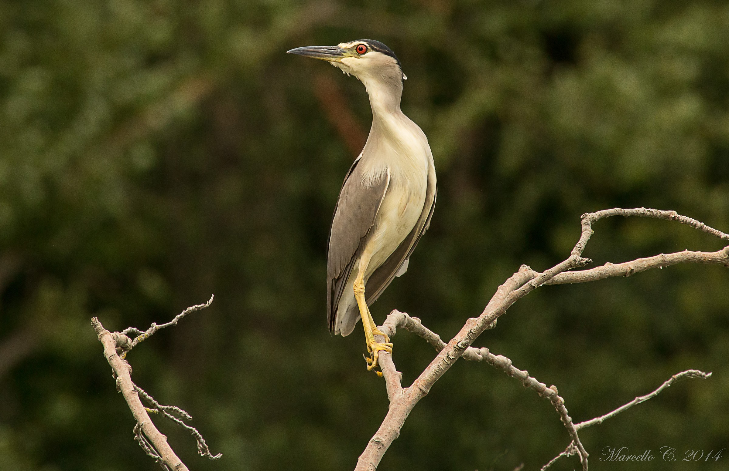 Nycticorax nycticorax Nitticora