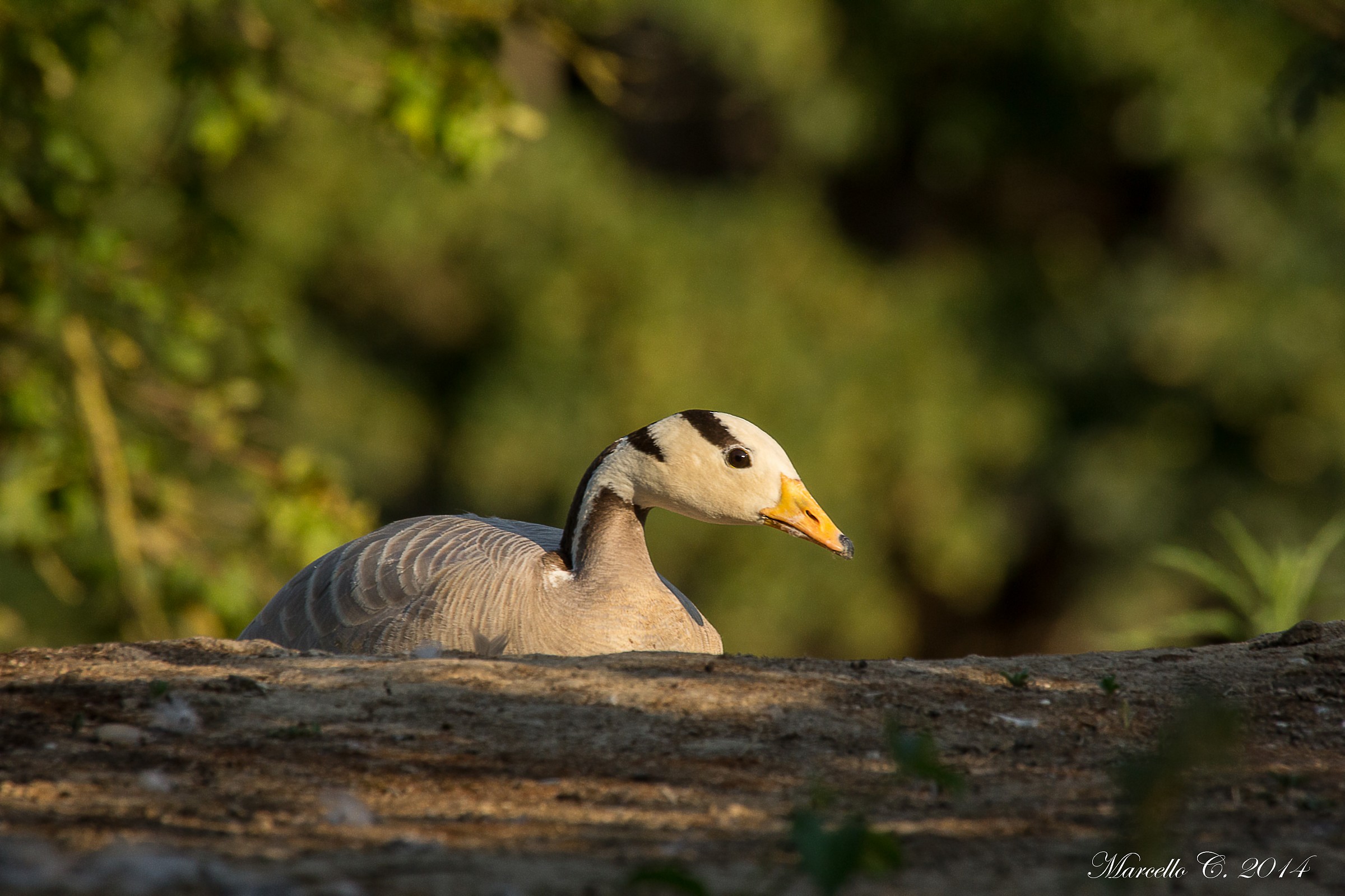 Goose Anser indicus Indiana
