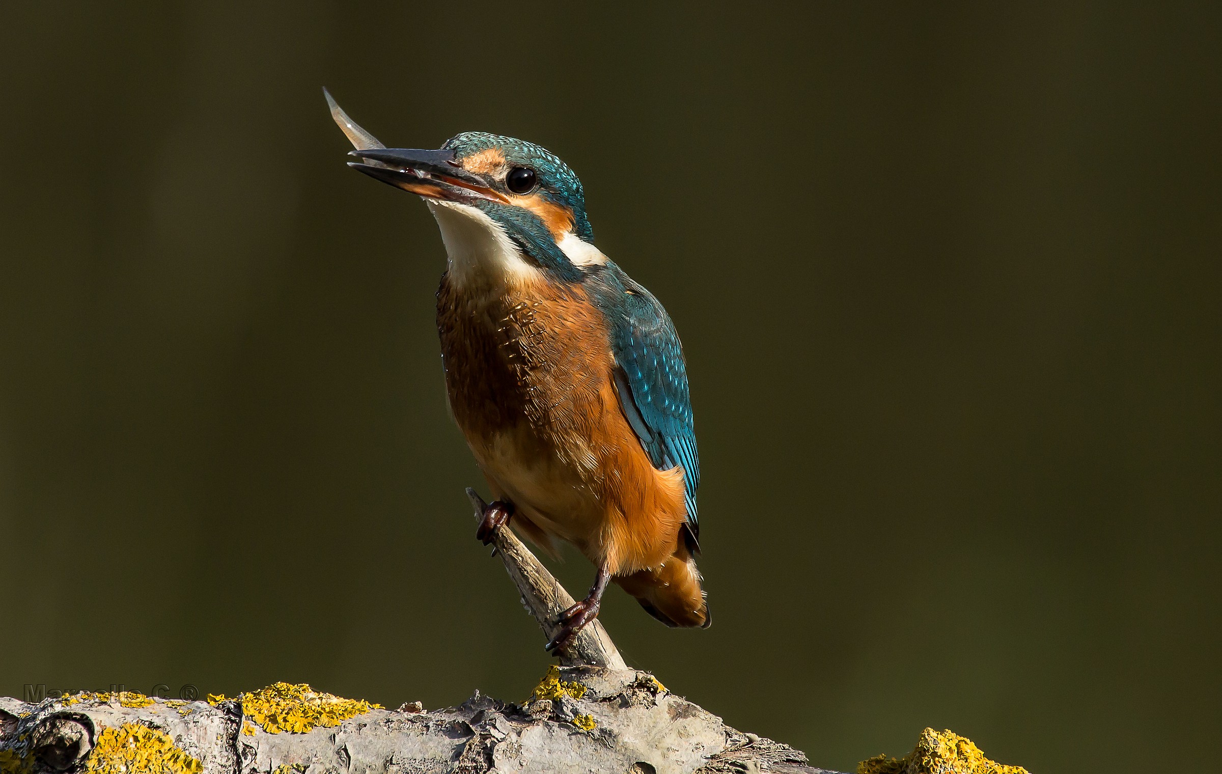 Alcedo atthis confidentially Nicknamed "martino
