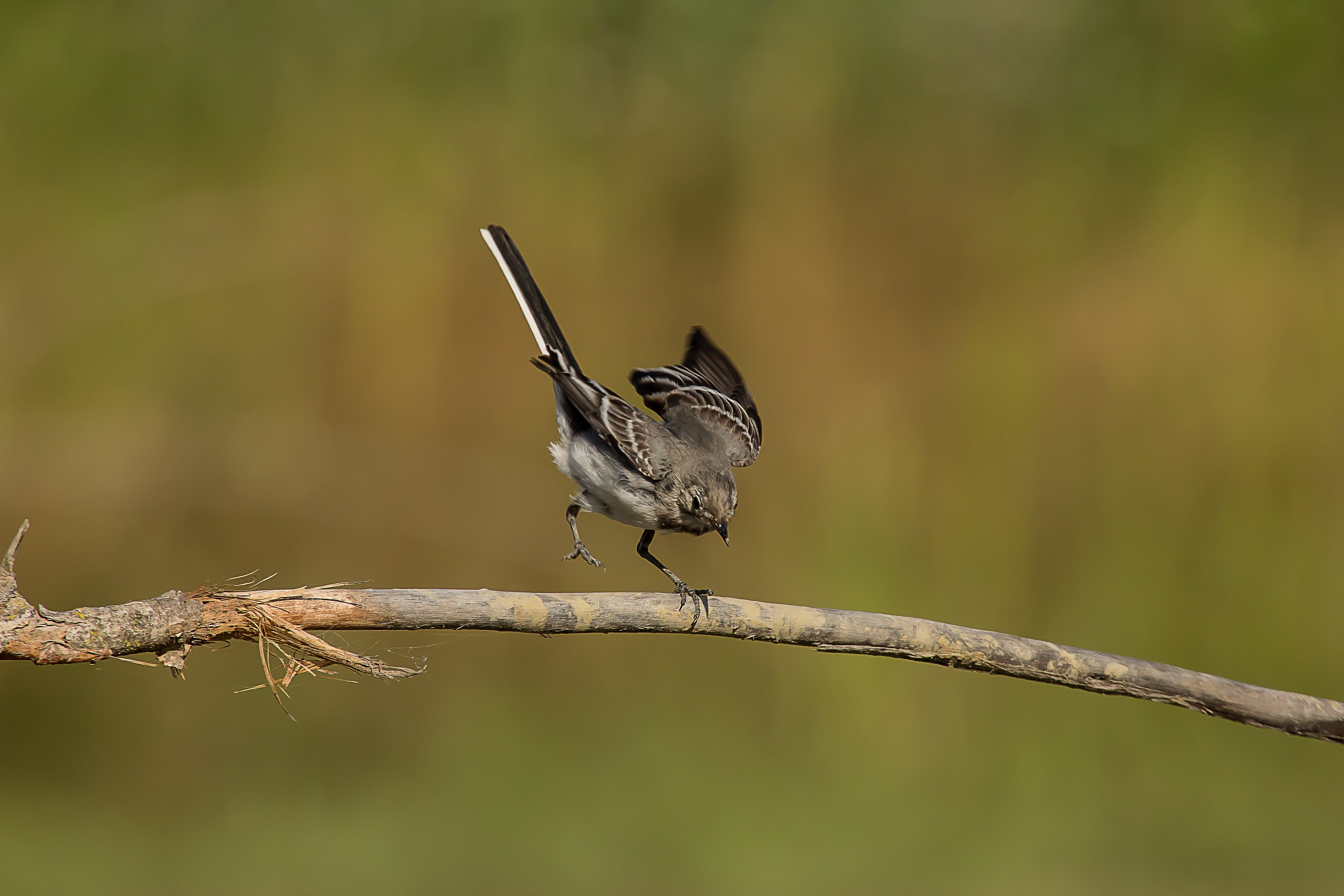 Motacilla alba Ballerina bianca giovane
