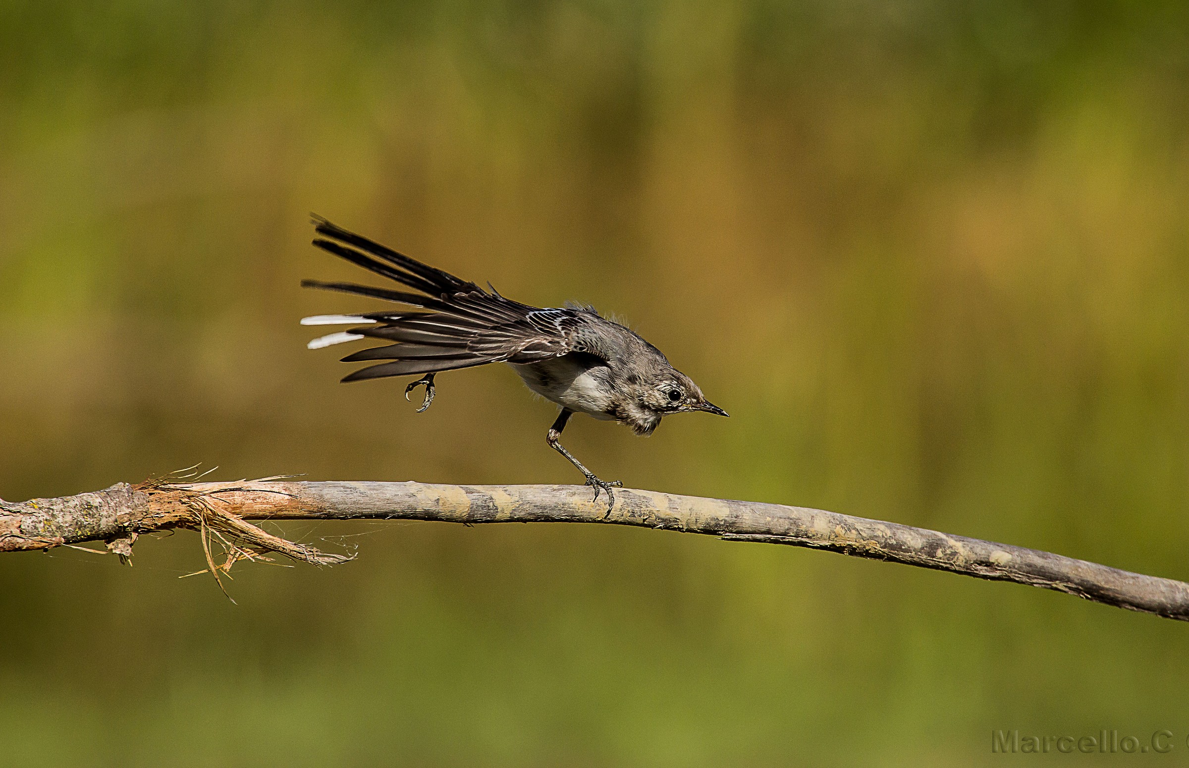 White Wagtail Motacilla alba young