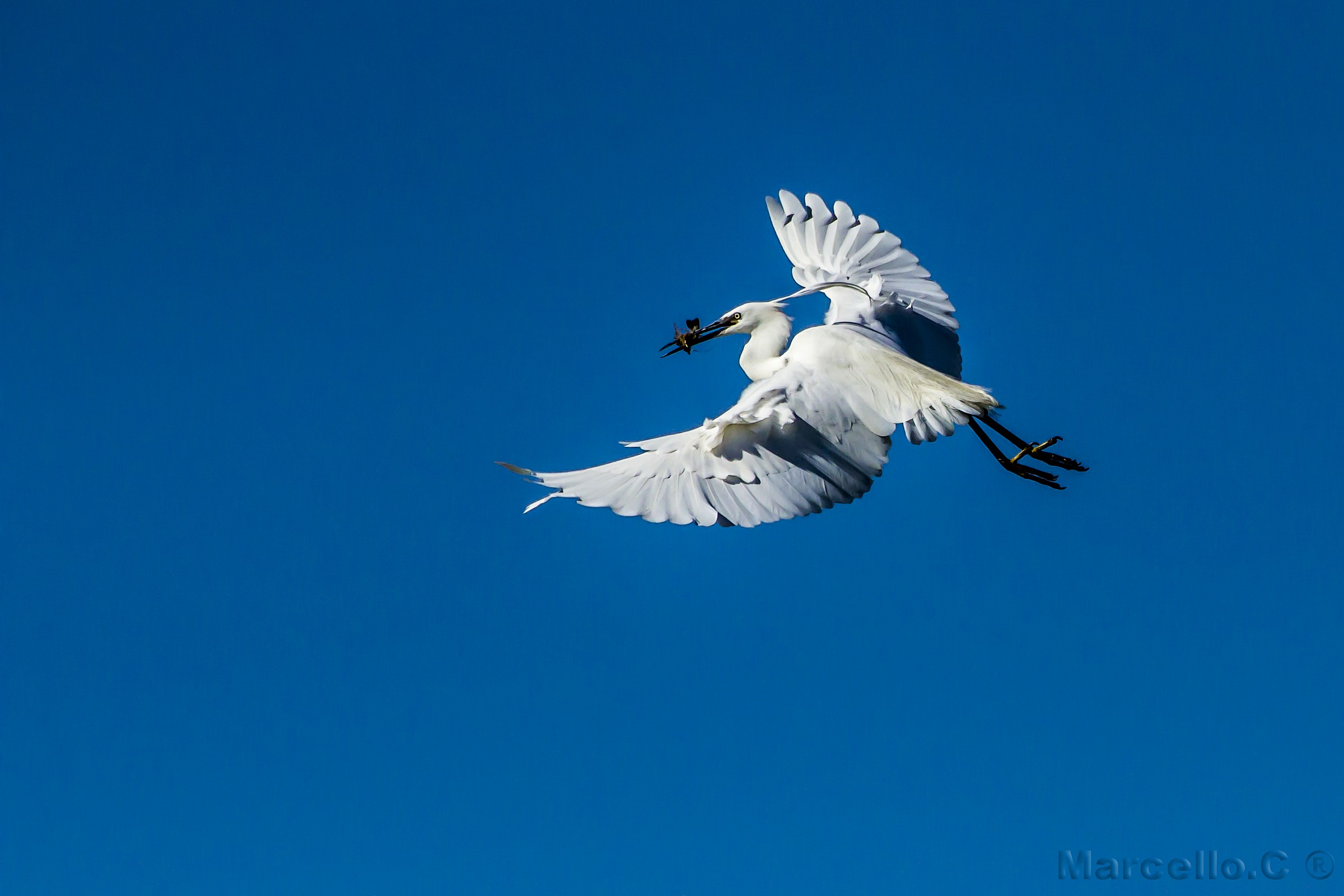 Egretta garzetta Garzetta in volo con preda