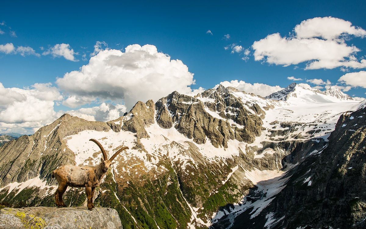 Lo Stambecco sovrasta il ghiacciaio della Lobbia