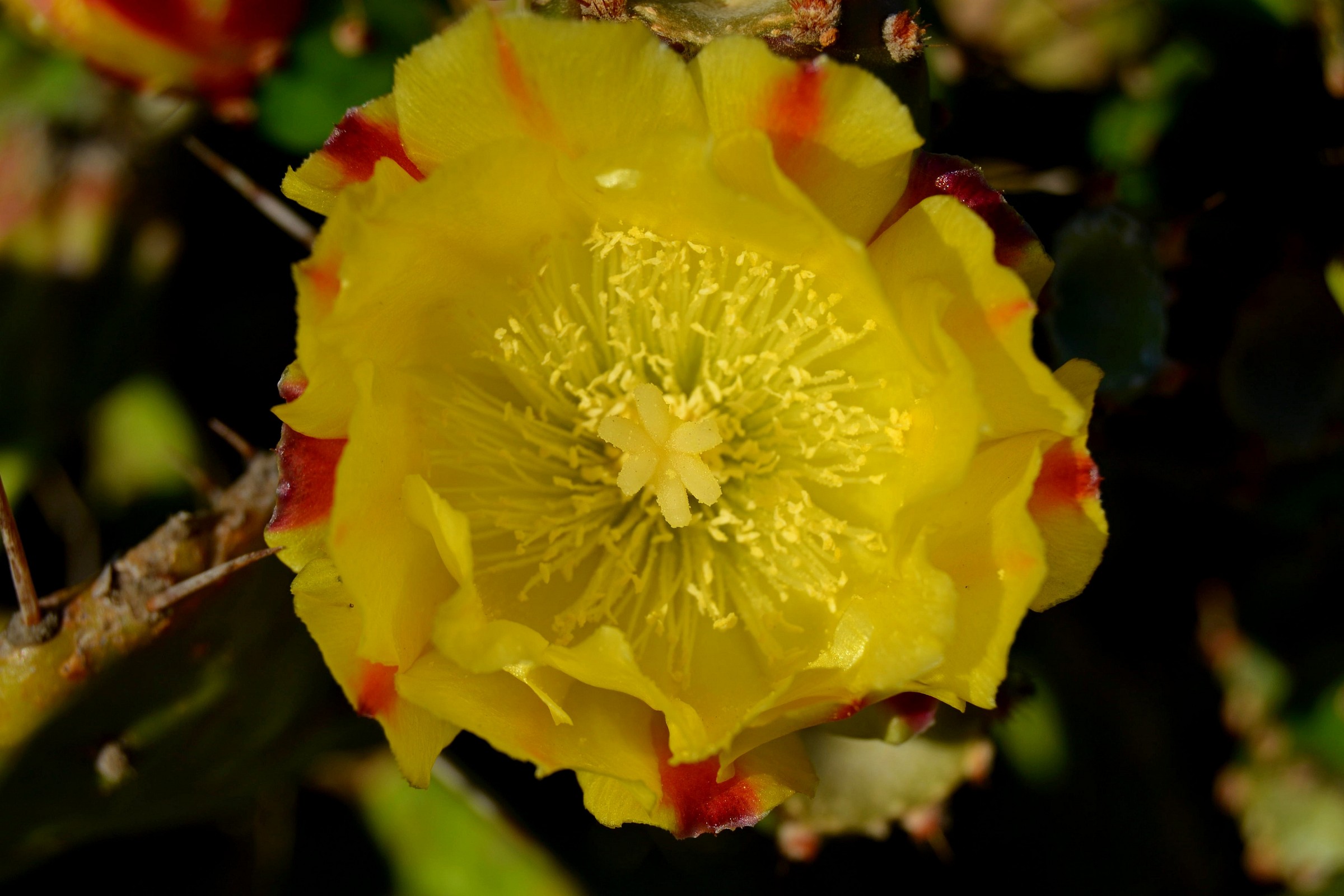 Cactus Flower
