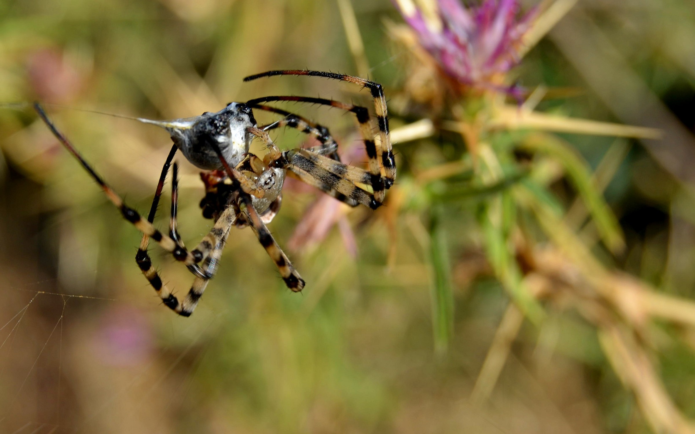 Argiope lobata