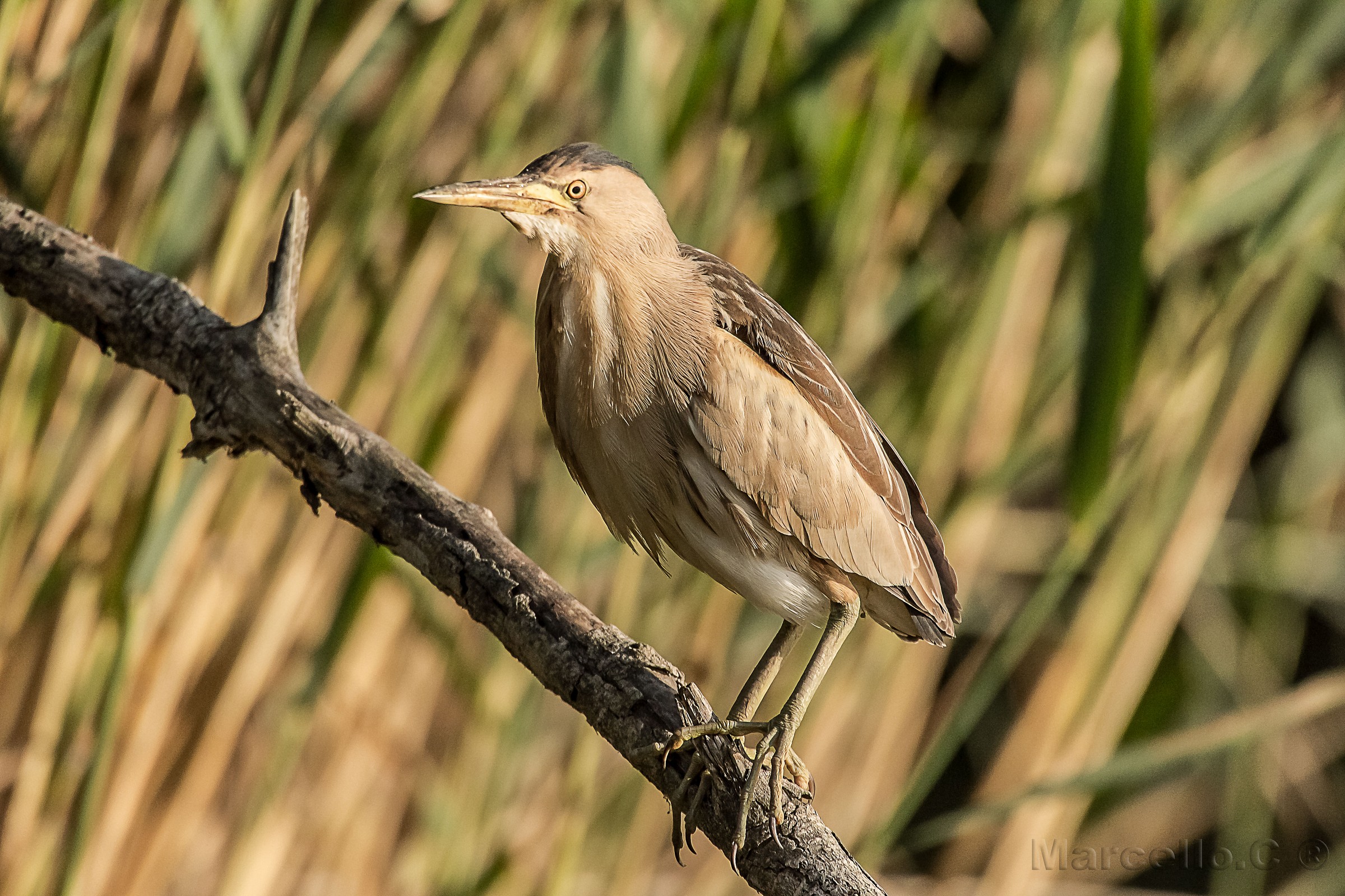 Ixobrychus minutus Little Bittern femal