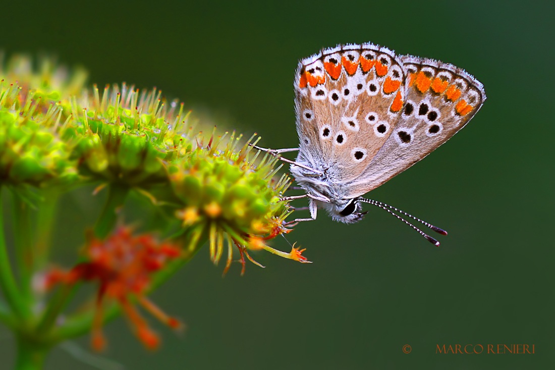 Polyommatus icarus