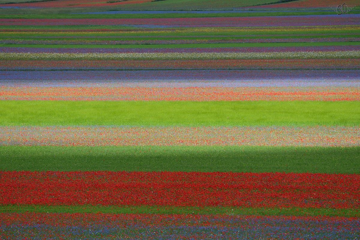 La fiorita di Castelluccio 2014
