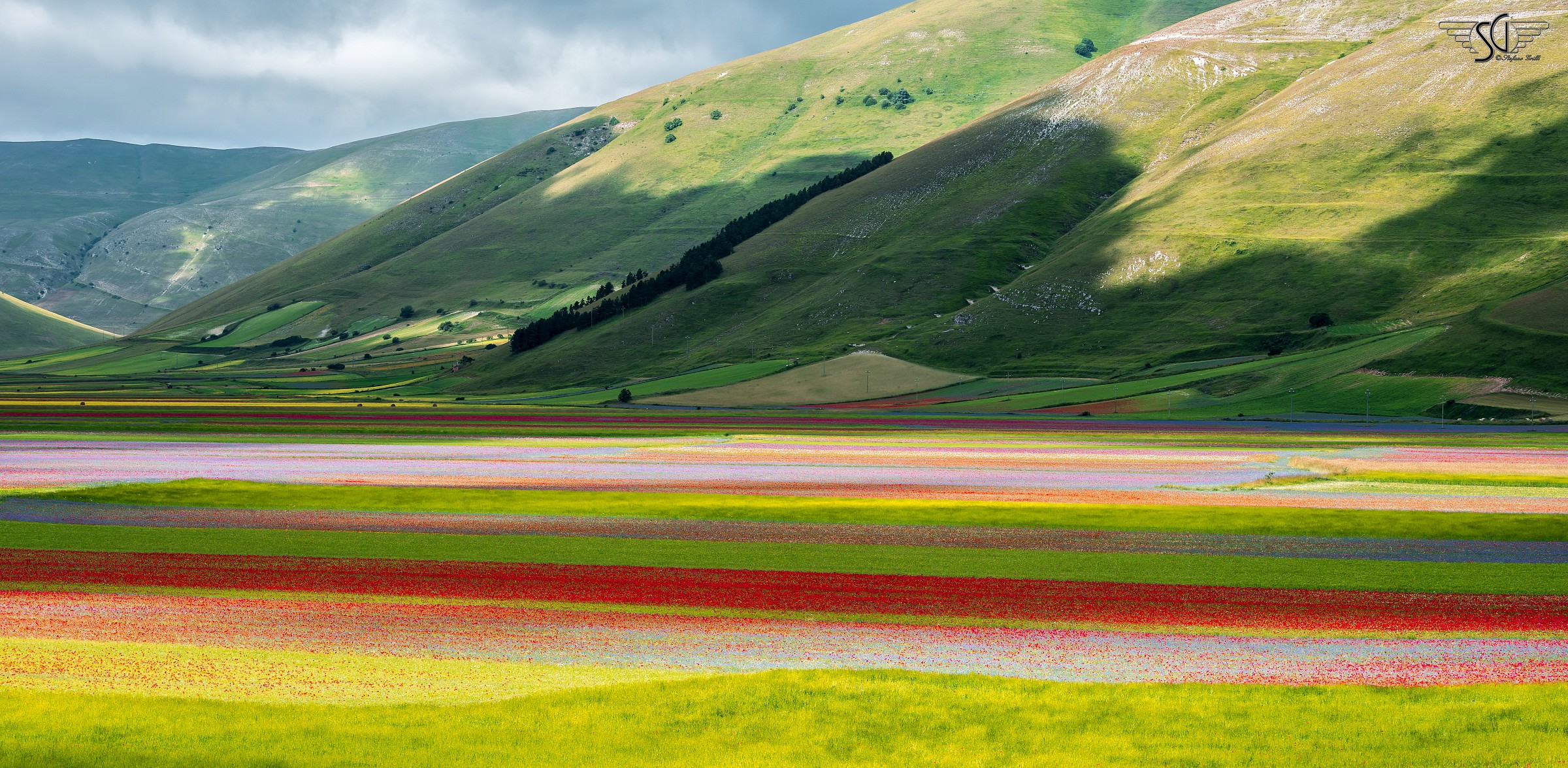 La fiorita di Castelluccio 2014