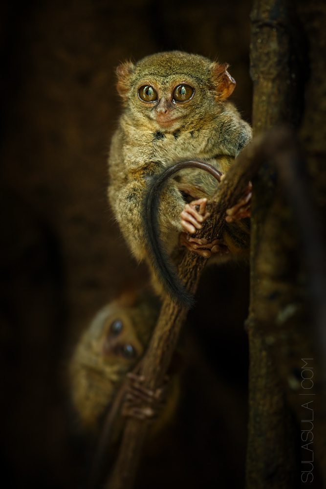 Spectral Tarsier | Sulawesi