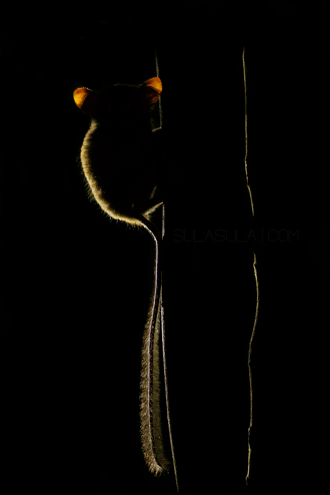 Spectral Tarsier | Sulawesi
