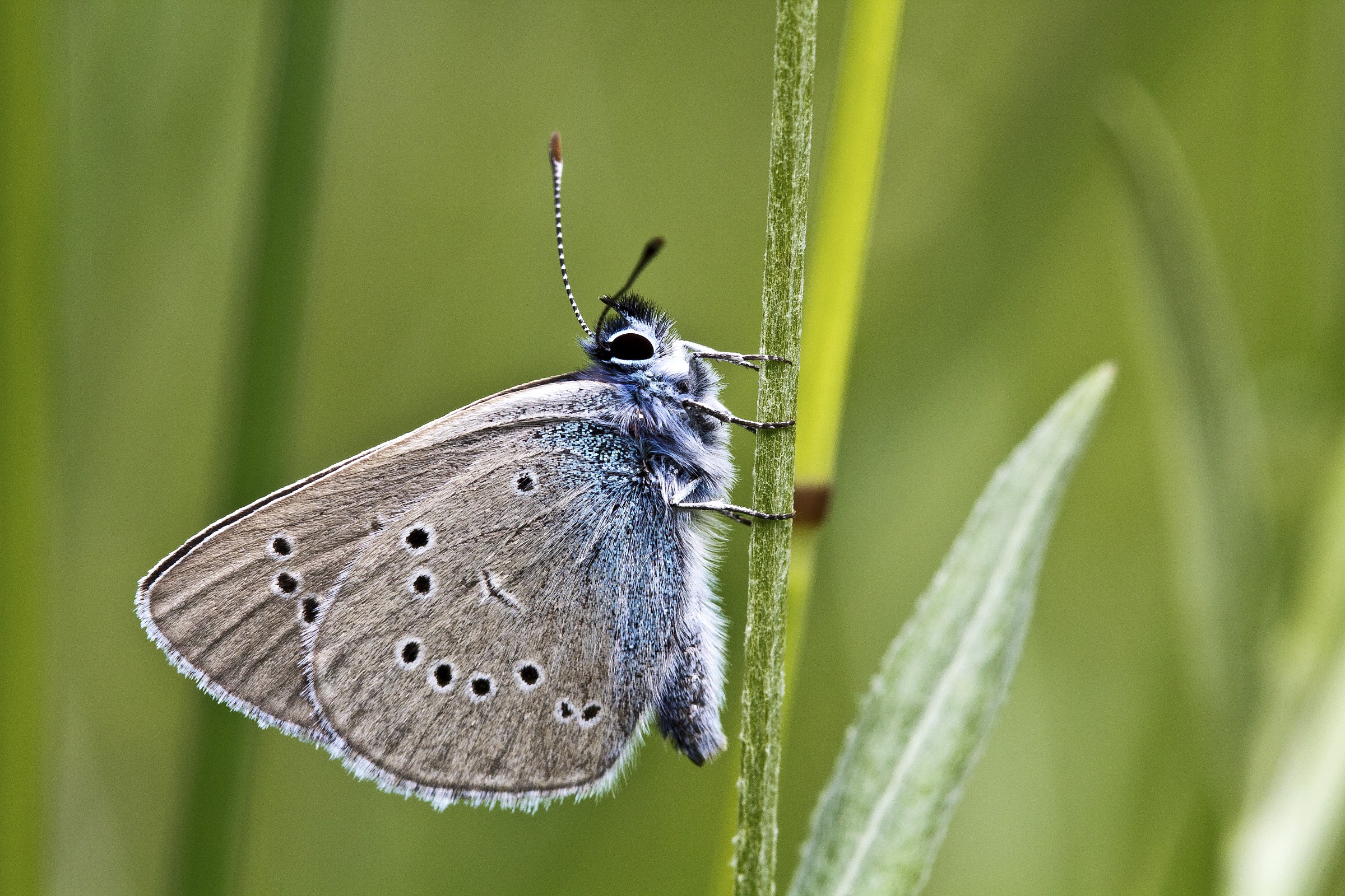 Cyaniris semiargus