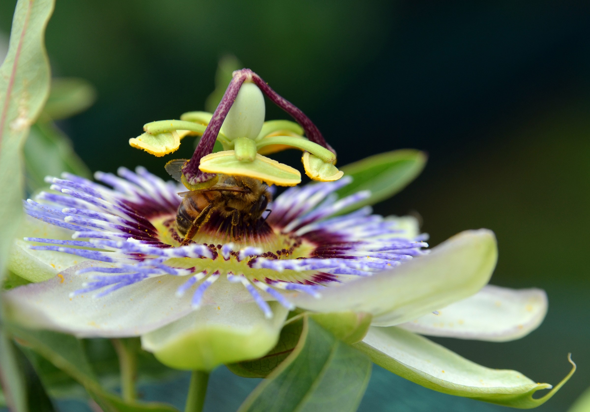 un ape sulla passiflora
