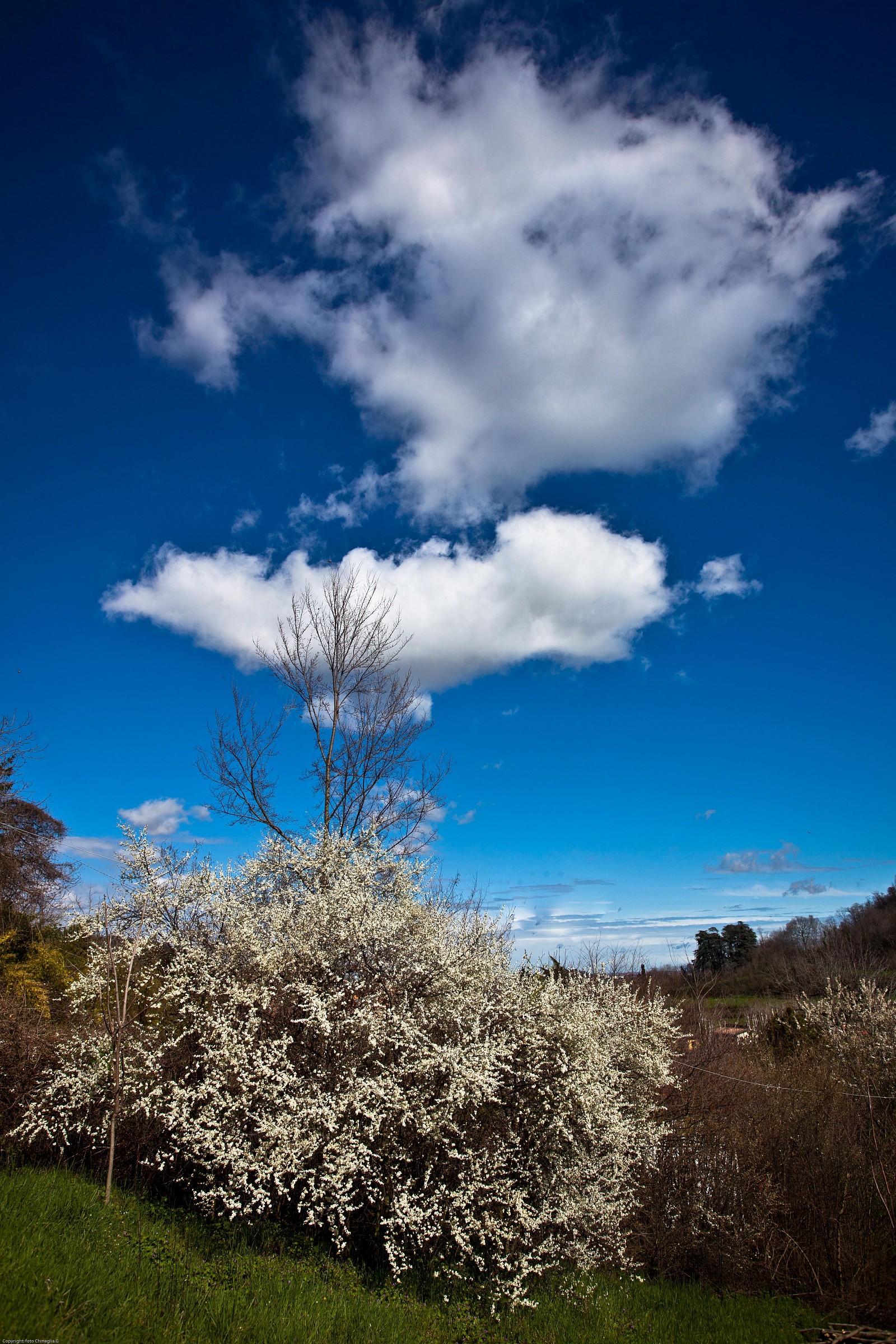 Esplosione di bianco