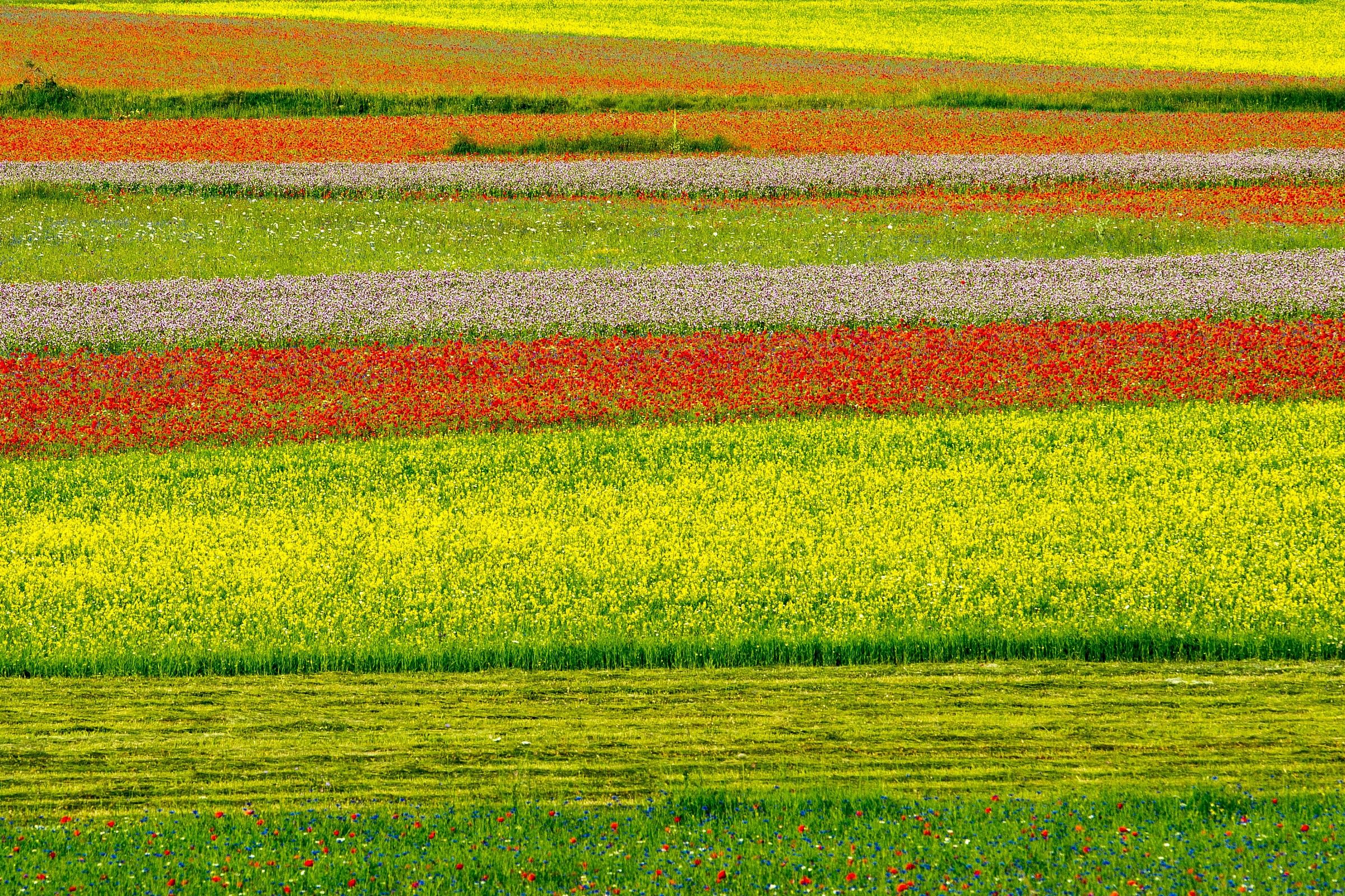 Strips of colors and flowers