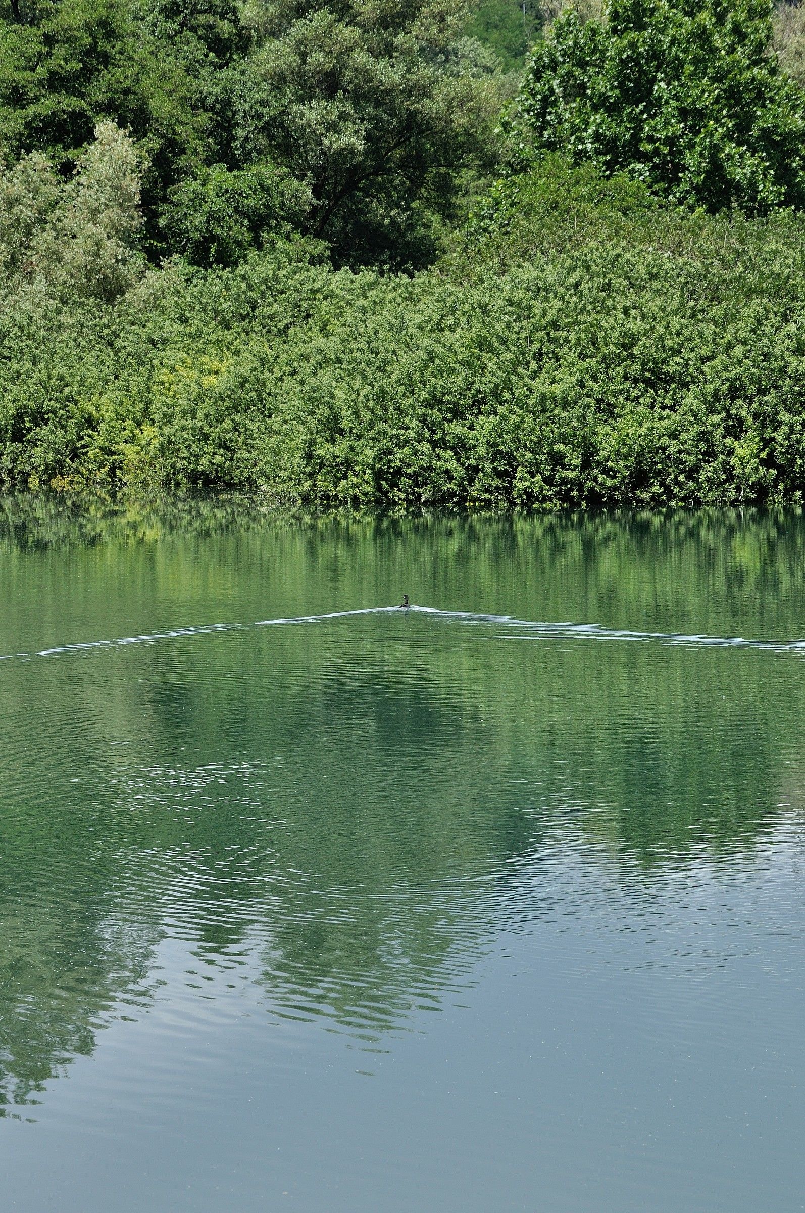 Simmetrie acquatiche