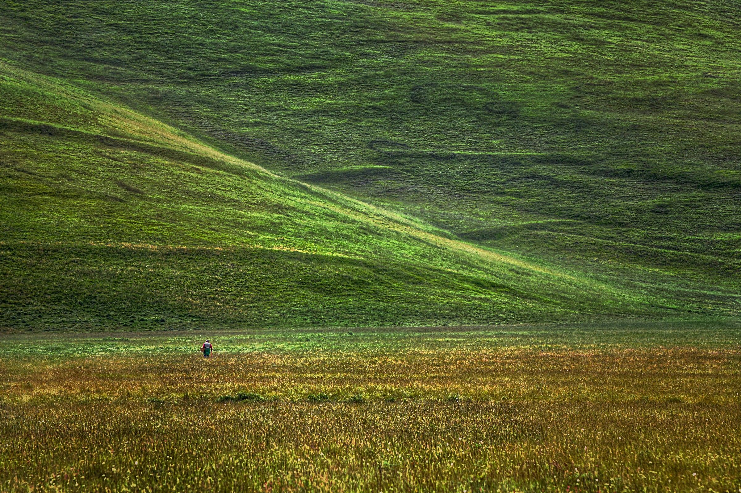 Looking for mushrooms