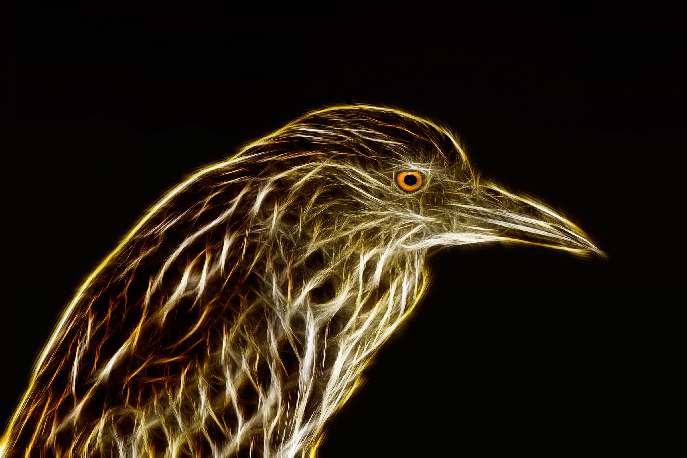 Nitticoa Juvenes (other)