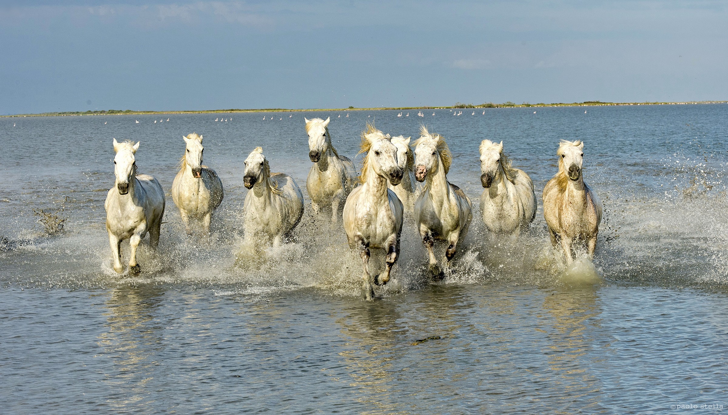 The horses of the Camargue