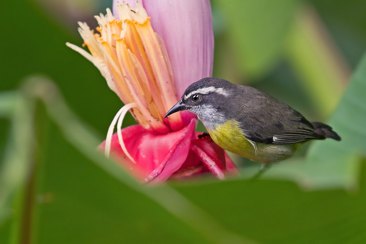 Bananaquit