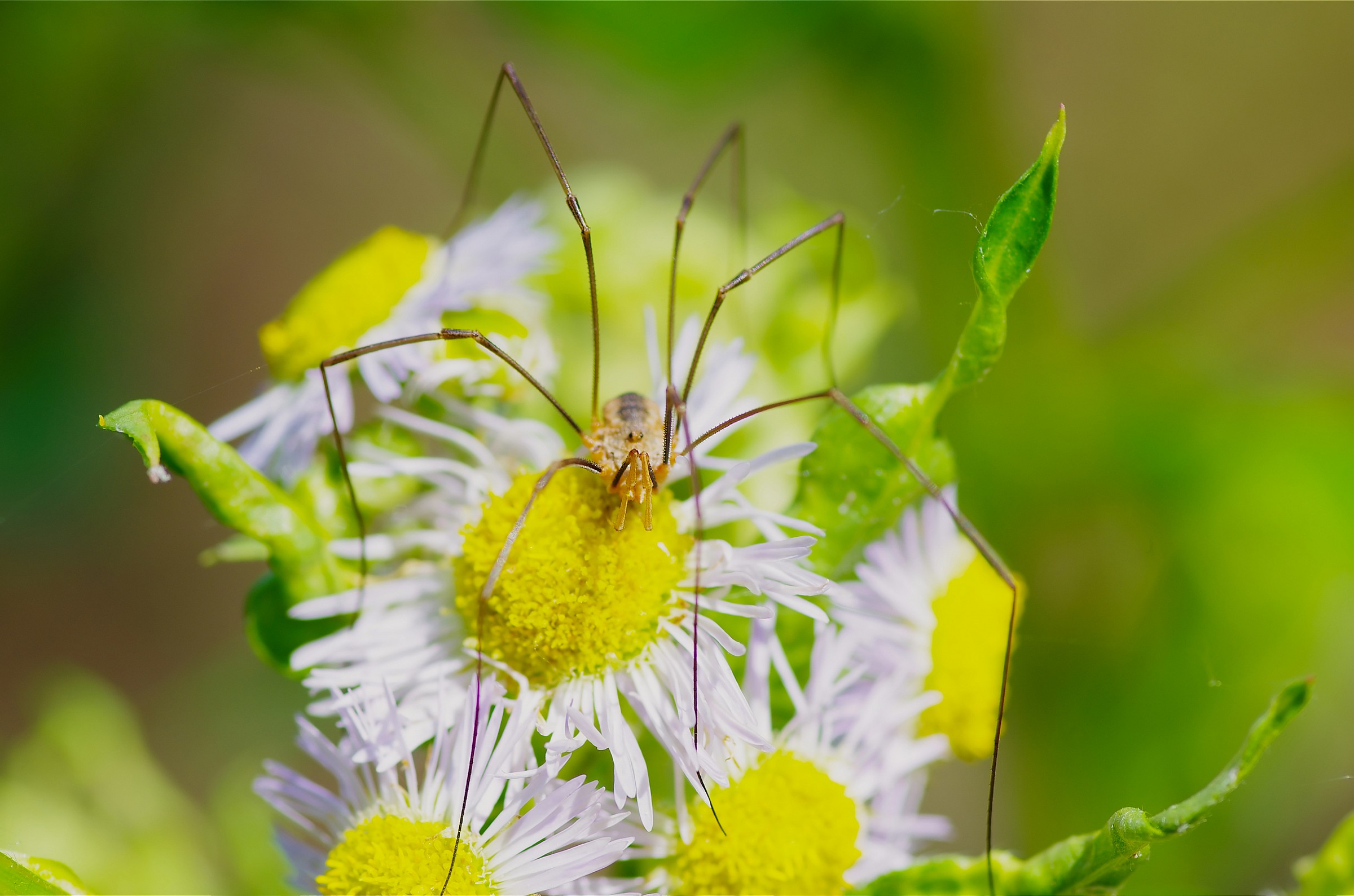 the spider and daisies