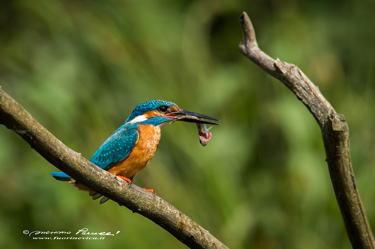 kingfisher 2
