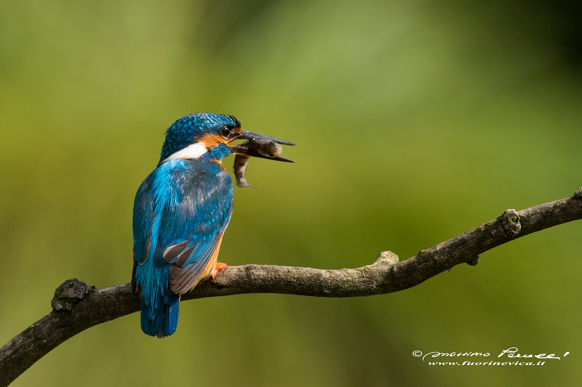 kingfisher 3