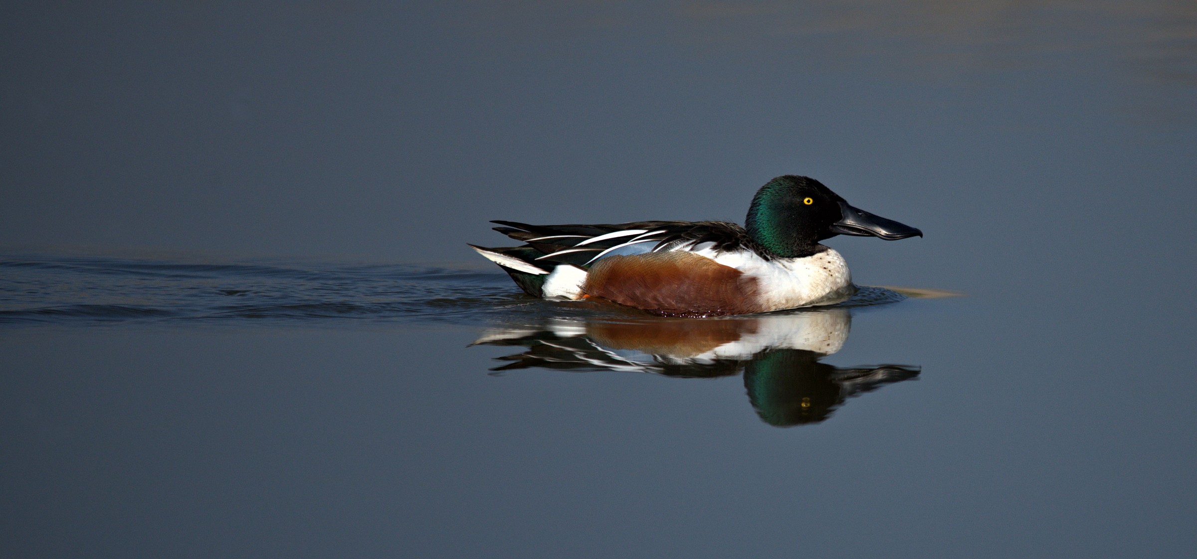 Scivolando sull'acqua