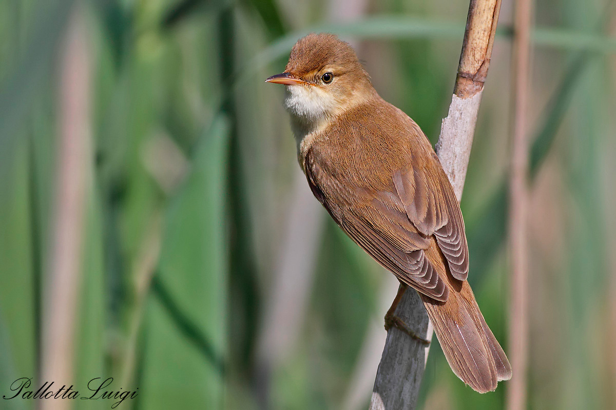 Cannaiola (Acrocephalus scirpaceus)
