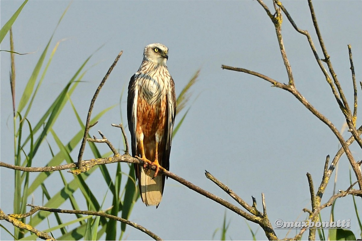 Marsh Harrier (Circus aeruginosus)