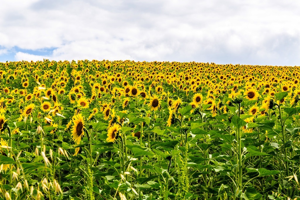 You notaresco and his sunflowers.