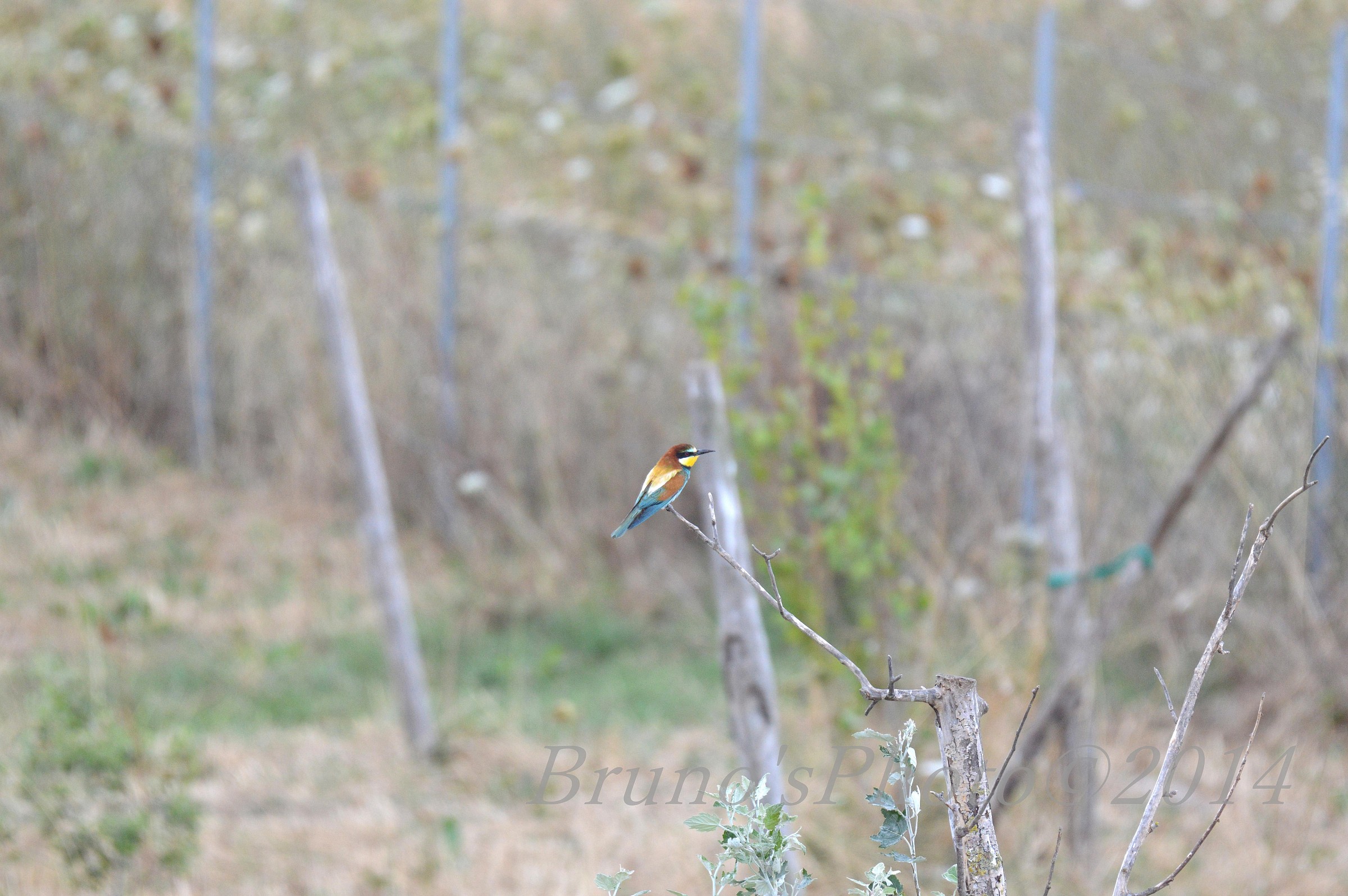 Try autofocus on sogg peak away