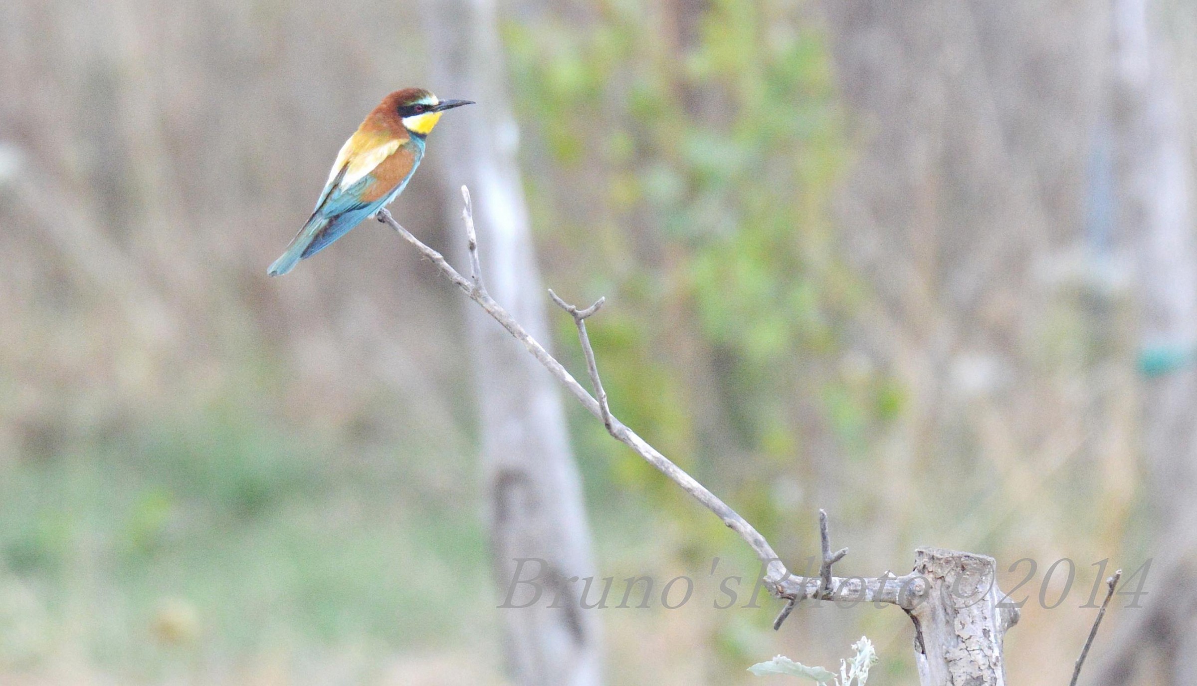 Try focusing on Auto sogg distant peak (Item)