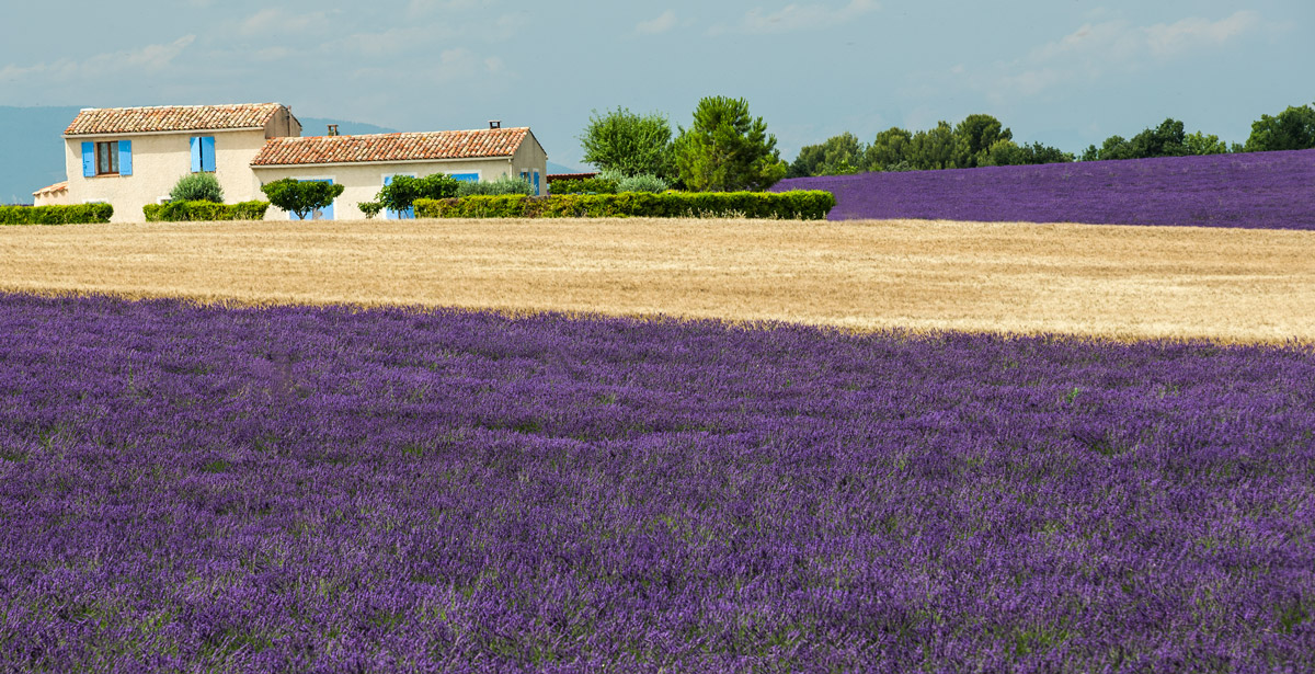 Lavanda
