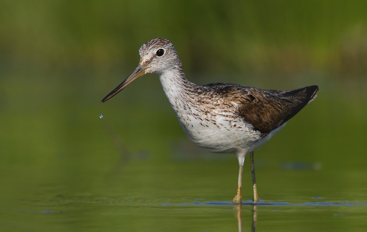 Greenshank