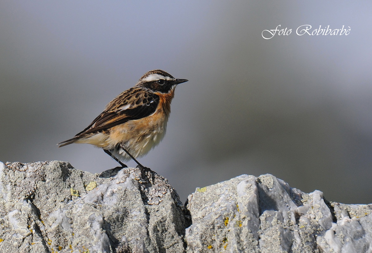 Stiaccino.. in cresta...