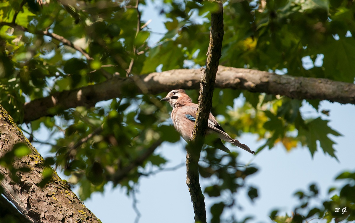 Ghiandaia del Ticino