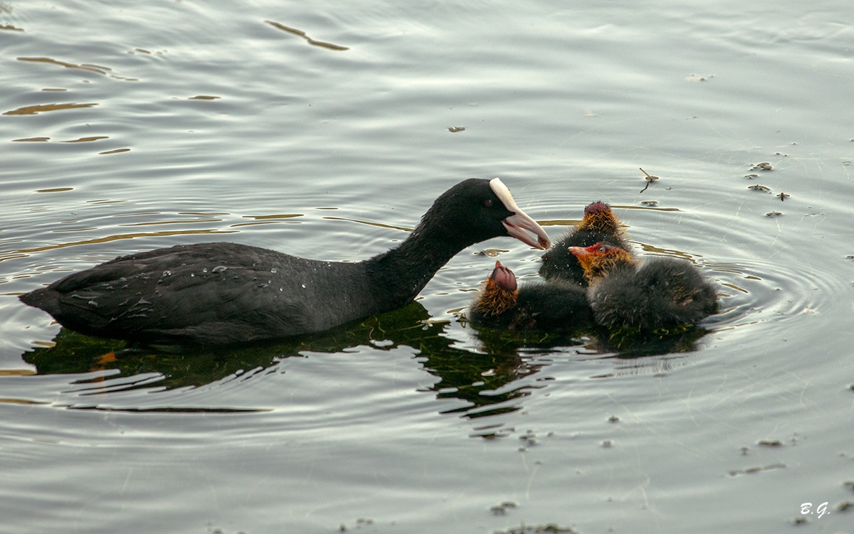 La mamma e i piccoli