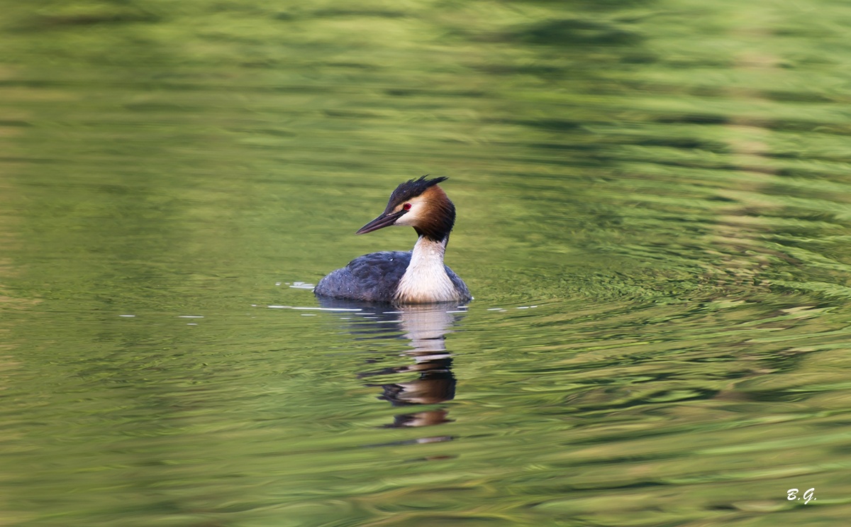 In guardia al nido..